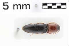 Foto (Dorsalansicht) von Ctenoplus submarginalis (NHMW-ZOO-COL-0010739)